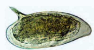 <p>ID the egg</p>
