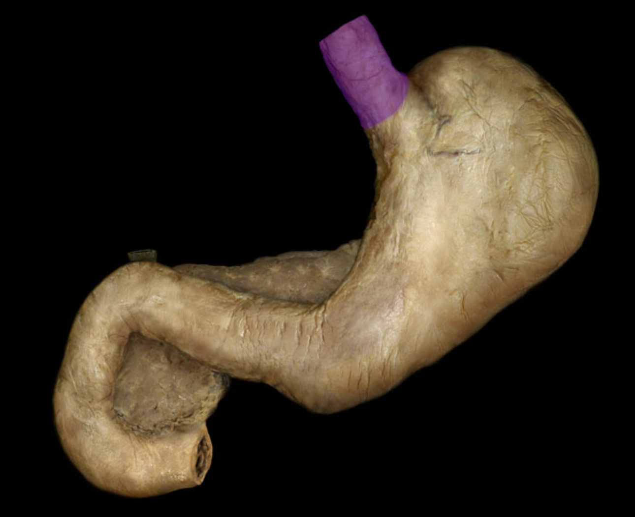 knowt flashcard image