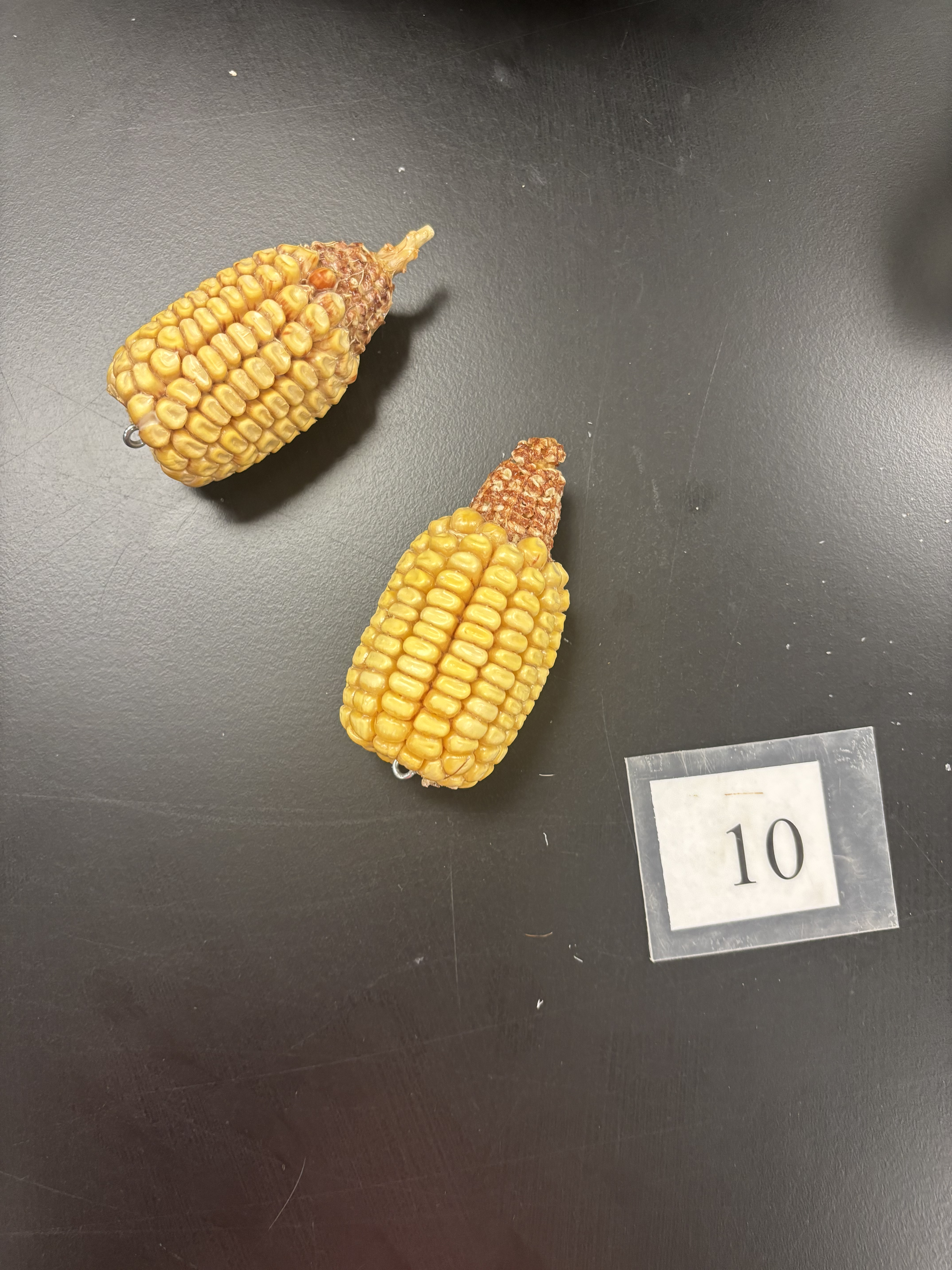 <p>Inhibition of ovule development, reduction in potential kernel number along length of row</p>