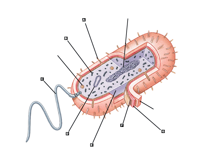 <p>G</p>