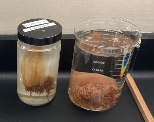 <p>What is this? What class and phylum?</p>