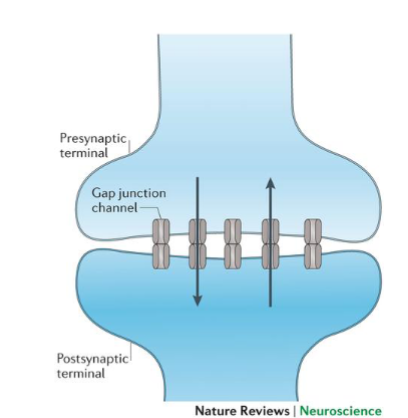 <p>the action potential moves instantaneously from one cell to the other through a protein bridge called gap junction</p><p></p>