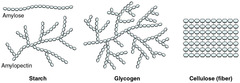 <p>structural component in plant cell walls, and is a beta (β) bonded polysaccharide</p><p>- Linear strands packed rigidly in parallel</p>