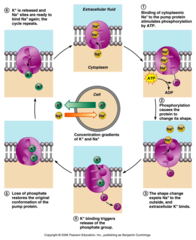 <p>1. 3x Na+ and ATP bind to cytosolic side of ionic pump </p><p>2. ATP hydrolyzed → ADP + P; P binds to pump, release of energy pushes 3x Na+ out of cell </p><p>3. 2x K+ bind to pump, and the P already bound on cytosolic side releases → conformational change brings the K+ inside</p>