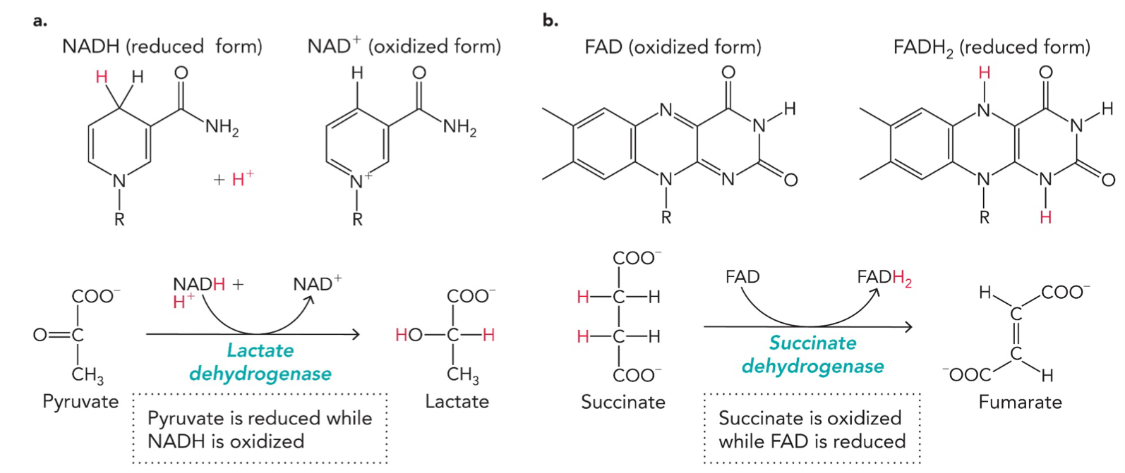 <p>Coenzyme-dependent redox reactions: Enable enzymes to transfer electrons, capture and release energy, and transport electrons</p><p>EXAMPLE 1: Lactate dehydrogenase (enzyme)</p><p>Reaction:</p><p>NADH → NAD<sup>+</sup>: loses electrons, oxidized, NADH gives hydride (H<sup>-</sup>) and H<sup>+</sup> </p><p>Pyruvate → Lactate: gains electrons, reduced, accepts hydride (H<sup>-</sup>) and H<sup>+</sup></p><p>EXAMPLE 2: Succinate dehydrogenase (enzyme)</p><p>Reaction:</p><p>FAD → FADH<sub>2</sub>: gains electrons, reduced, accepts 2 H atoms</p><p>Succinate → Fumarate: loses electrons, oxidized, loses 2 H atoms</p>