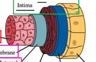 <p>Layers of Vasculature (outside → inside)</p>