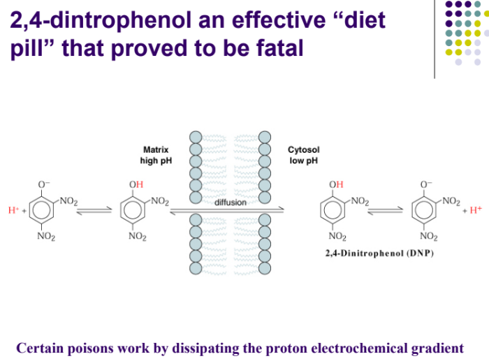 <ul><li><p>oxygen consumption </p></li></ul><p>•This refers to situations when electron transport occurs without/ reduced ATP synthesis (and thus, also, when catabolism of fuel molecules occurs without/reduced ATP synthesis).</p><p>•The proton gradient is then dissipated faster, and the rate of electron transport increases (O2 consumption goes up). The rate of re-oxidation of reduced electron carriers increases, and the rate of reactions in the CAC increases!</p><p>•Catabolic pathways are active as cell needs Energy</p>