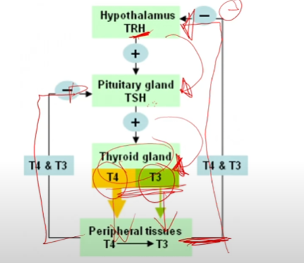 <p>Blurt how negative feedback works</p>