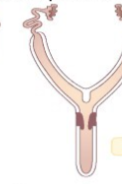 <p>Whose uterus is this?</p>