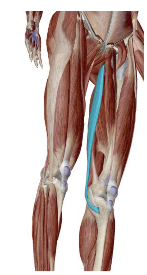 <p>What is the muscle name, its origin, its insertion, its action, and its innervation?</p>