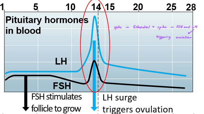<p>High estradiol stimulates high GnRH which leads to …</p>