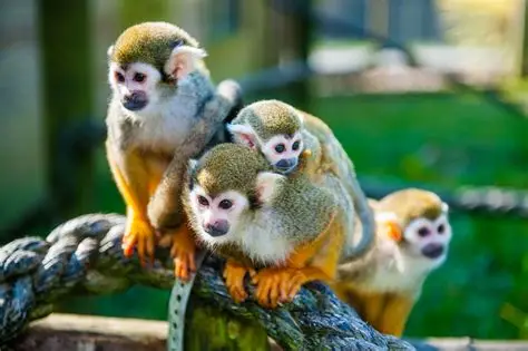 <p>Common Name: Common Squirrel Monkey</p><p>Suborder: Haplorhini</p><p>Order: Primates </p><p>Family: Cebidae </p>