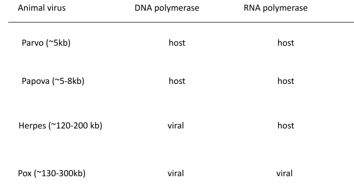 <p>YES = ONLY DNA POLY → still uses host RNA poly</p>