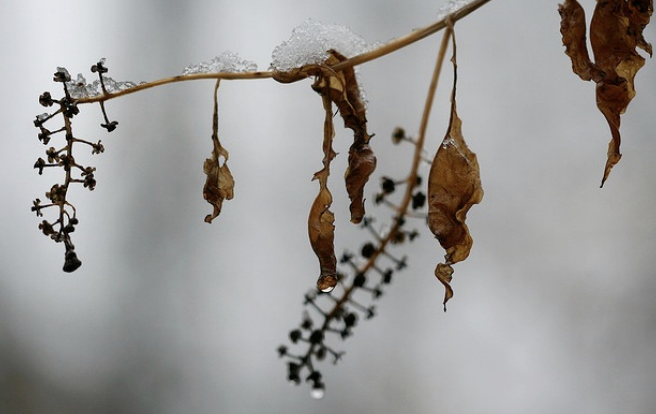 <p>shrubby plant, collapses after frost, bleached looking stem</p>