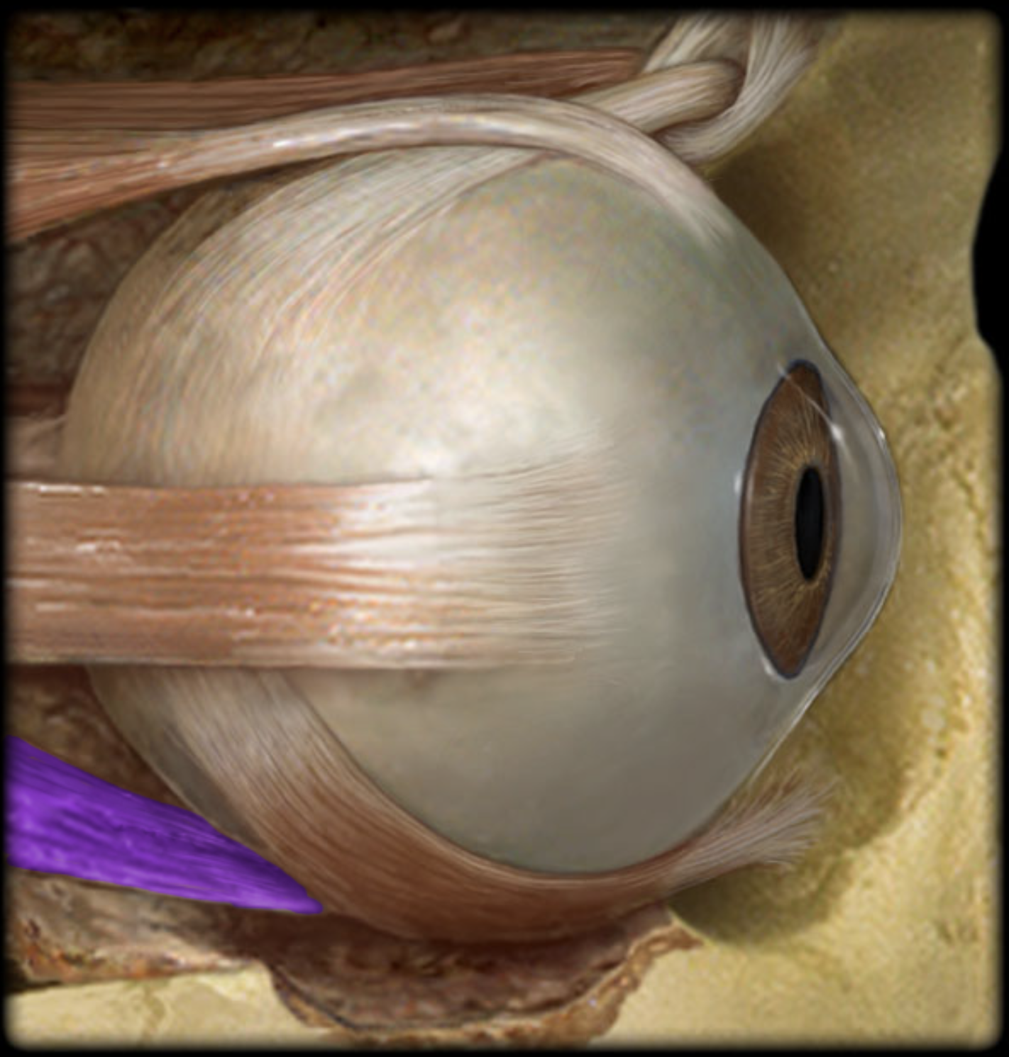 <p>Depresses (downward movement of) eye</p>