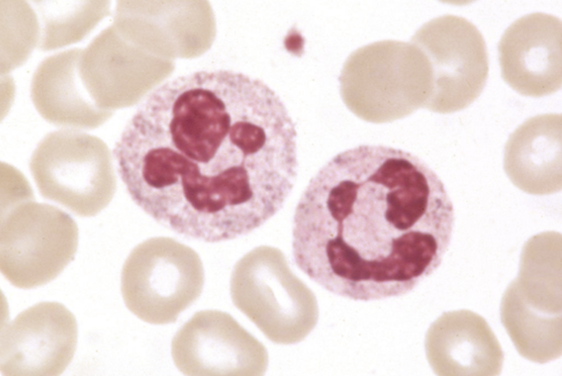 <p>Neutrophils</p><p>Phagocytosis and destruction of microorganisms</p>
