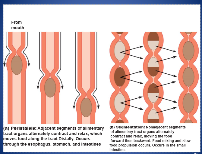 <p>segments of alimentary tract organs alternately contract and relax;</p><p>GOAL: to move food forward and backward so that food mixes together</p><p>LOCATIONS: small intestine</p>