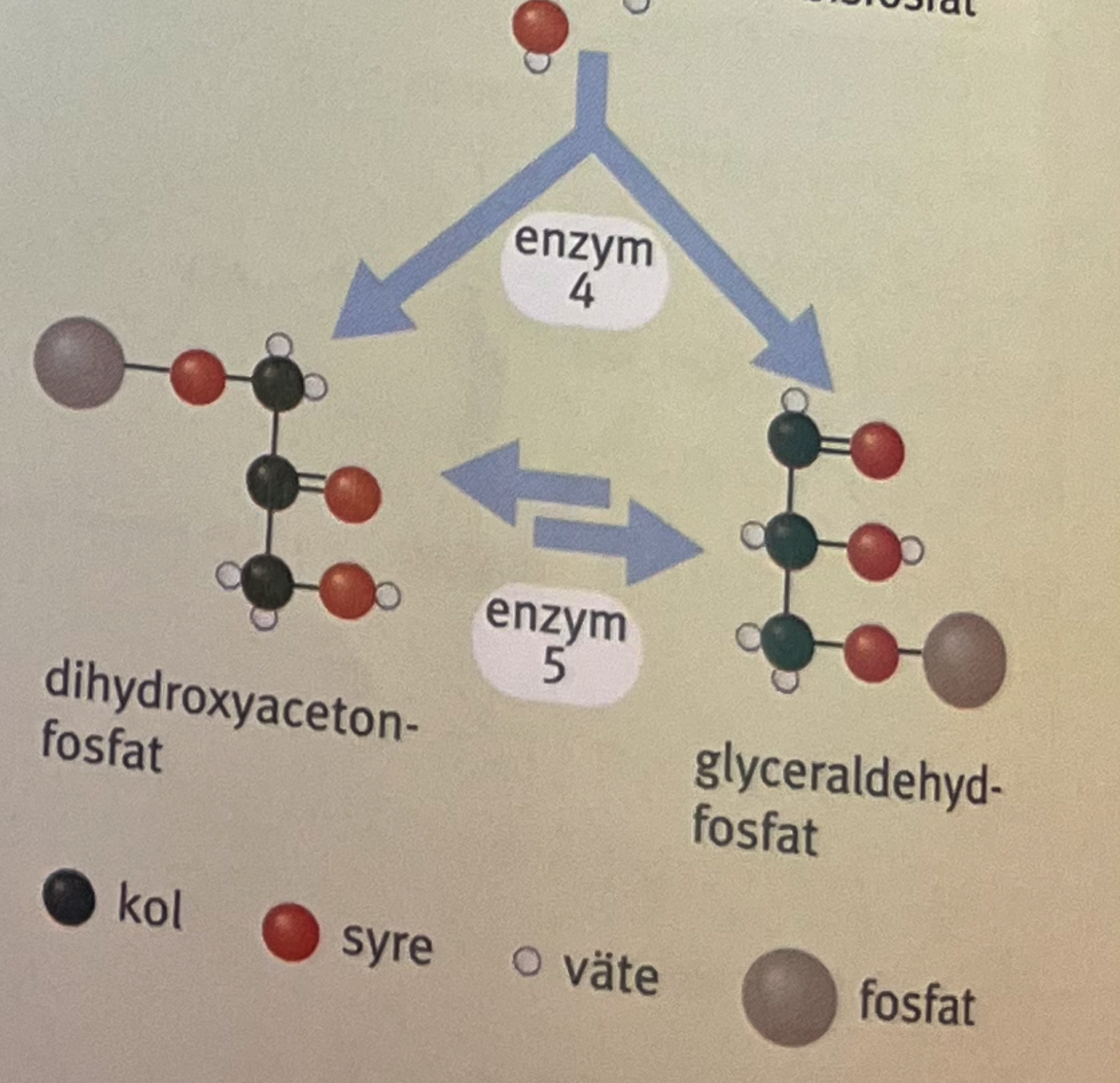 <p>molekylen klyvs i två delar och glyceraldehyd-3-fosfat är den som kan reagera vidare och när den minskar i antal kommer jämvikten driva dihydroxyacetonfosfat till att isomeras till glyceraldehyd-3-fosfat vilket skapar ett 100% utbyte av fruktoset som bildas i steg 4.</p>