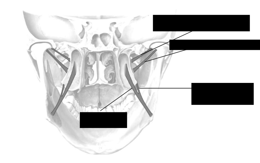 <p>Label these muscles of mastication</p>