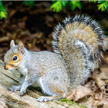 <p>Eastern gray squirrel </p>