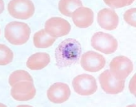 <p>Schiztonts have 6-14 merozoites</p><p>Ring forms</p>