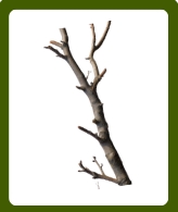 <p>A part of a tree that grows out from the trunk.</p>