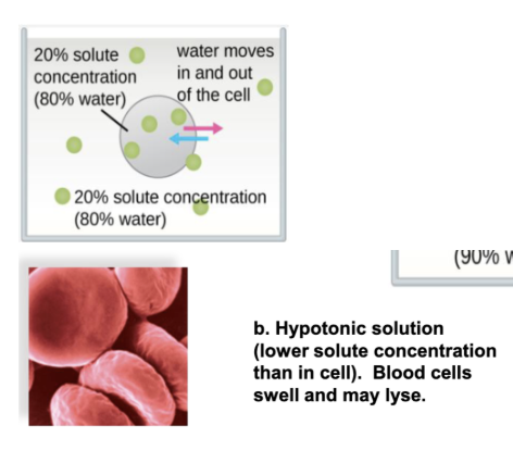 <ul><li><p>these types of solutions have less solute than the inside of the cell and lead to swelling and possible lysis (bursting)</p></li></ul><p></p>