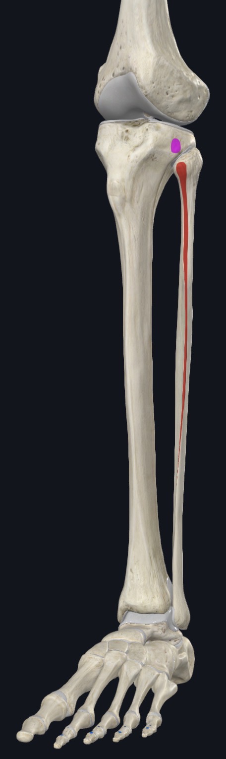 <p>Lateral condyle, superior three quarters of medial fibula, &amp; interosseous membrane</p>
