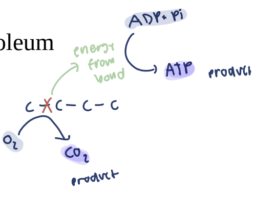 <p>atp too unstable to eat directly → eat carbohydrates and lipids, oxidizing carbon chain to make ATP</p>