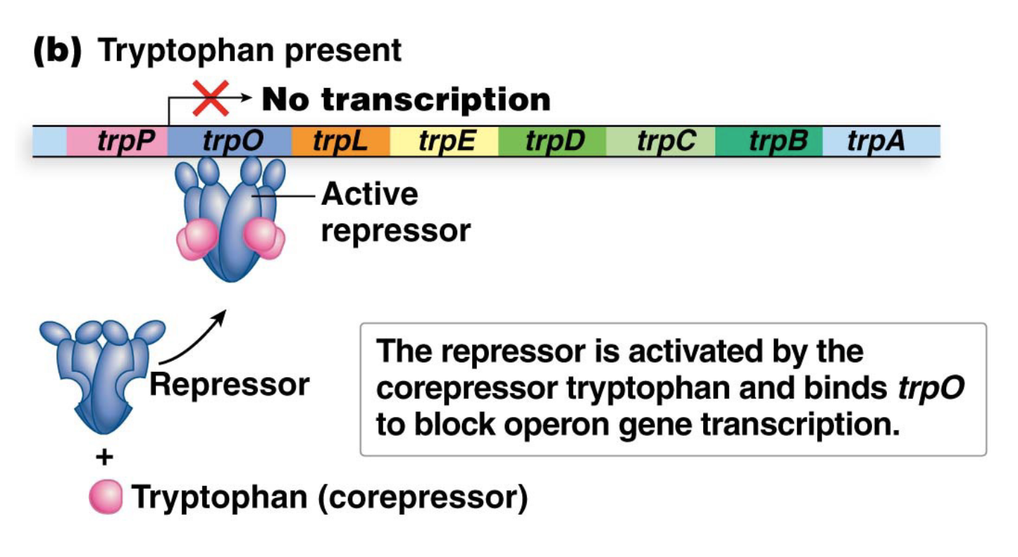 <ul><li><p>Tryptophan acts as a corepressor by binding to the trp repressor and activating </p></li><li><p>Activated repressor binds to trpO and prevents transcription of the operon</p></li></ul><p></p>