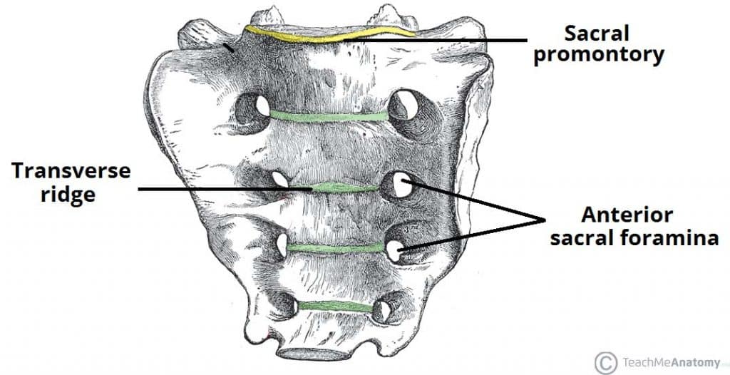 <p>Sacral Promontory</p>