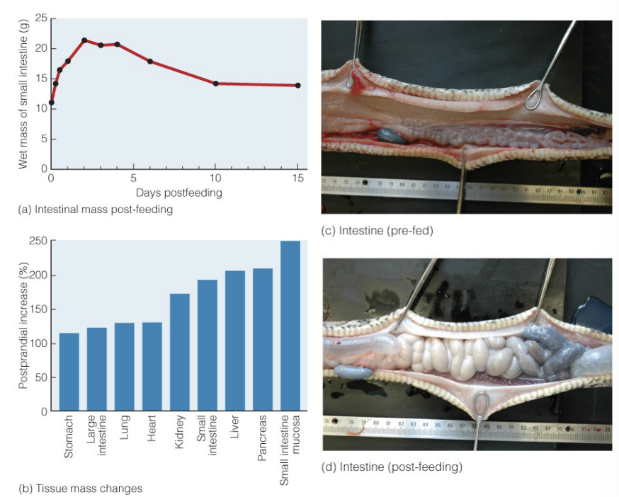 <ul><li><p>snakes do not eat very often</p></li><li><p>before feeding, they break down intestinal and muscle walls to use as energy</p></li><li><p>after feeding, they use energy to rebuild the walls for digestion</p></li></ul><p></p>
