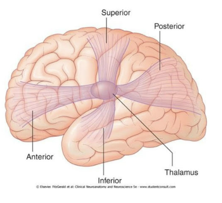 <p>Fibers connecting the thalamus w/ the cortex are grouped into 4 main bundles —>radiations or preduncles —>projects via. internal capsule.</p><ul><li><p>Anterior thalamic radiation</p></li><li><p>Superior thalamic radiation</p></li><li><p>Posterior thalamic radiation</p></li><li><p>Inferior thalamic radiation</p></li></ul><p></p><p>Anterioior radiation</p><ul><li><p>Fibers connecting mediodorsal nucleus and anterior nucleus with the frontal lobe and cingulate cortex. (travels via ant. limb of int. capsule)</p></li></ul><p>Superior radiation (aka central thalamic radiation)</p><ul><li><p>Fibers connecting VP w/ parietal lobe and VA-VL w/ frontal lobe (travels via central limb of int. capsule)</p></li></ul><p>Posterior radiation</p><ul><li><p>Fibers connecting LGN w/ occipital lobe (geniculocalcarine tract - optic radiation)</p></li><li><p>Projects via retrolenticular part of the internal capsule </p></li><li><p>Also has pulvinar projections —> occipital lobe and posterior parietal lobe. </p></li></ul><p>Inferior radiation</p><ul><li><p>Fibers connecting MGN w/ temporal lobe (auditory radiations)(travels via sublentriuclar part of int. capsule)</p></li></ul><p></p>