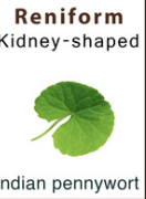 <p>Kidney shaped</p>