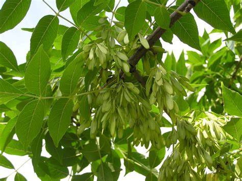 <p>Morphological seeds</p>