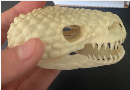 <p>What is this skull and what is it’s dentition</p>