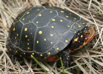 <p>spotted turtle <em>Clemmys guttata</em></p>