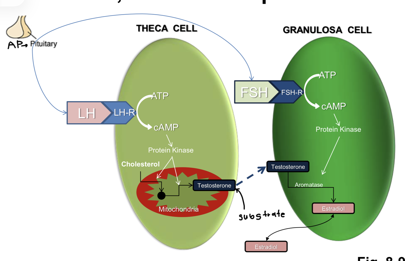 <p>In Theca/Leydig:</p><p>AP → <strong>LH</strong> → LH receptor → activates g-proteins → adenylate cyclase converts ATP to cAMP → increase in cAMP → activates protein kinases → cholesterol moved into mitochondria → steroidogenesis → testosterone</p><p></p><p>In Granulosa/Sertoli:</p><p>AP → <strong>FSH</strong> → FSH receptor → activates g-proteins → adenylate cyclase converts ATP to cAMP → increase in cAMP → activates protein kinases → protein kinases increase aromatase (CYP19A1) → test converted to estrogen → estradiol</p><p>*Note this is paracrine b/c some of the testosterone that will be converted to estrogen came from theca/leydig cell + test can pass freely through cell membrane b/c lipophilic to become substrate</p>