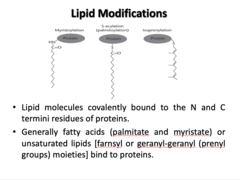 <p>- Lipid molecules covalently bound to the N and C termini of proteins</p><p>- Generally fatty acids (palmitate and myristate) or unsaturated lipids [farnsyl or geranyl-geranyl (prenyl groups) moieties] bind to proteins.</p>