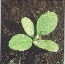 <p>Identify the weed</p>