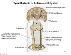 <p>Communicates information about skin temperature, non-discriminative touch and pain from the spinal cord to the brain</p>
