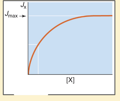 <p>○ Number of carriers in the membrane</p><p>○ Speed by which the carrier can cycle through the steps</p><ul><li><p>Jmax = [X] is high enough to occupy all of the carriers</p></li></ul><p></p>