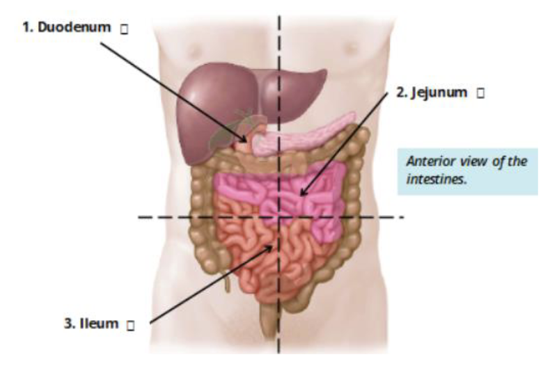 knowt flashcard image