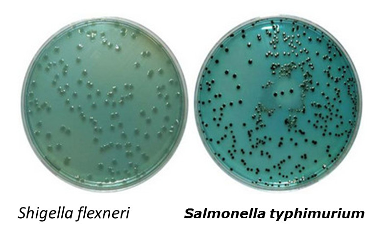 <p><mark>a selective and differential culture medium used in microbiology to isolate and distinguish between enteric pathogens, particularly </mark><em><mark>Salmonella</mark></em><mark> and </mark><em><mark>Shigella</mark></em>. It is heavily used to process fecal samples, food, and water to diagnose gastrointestinal infections. [1, 2, 3]</p>