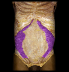 <p>compresses abdominal contents, stabilizes spine, voluntary defecation and urination</p>