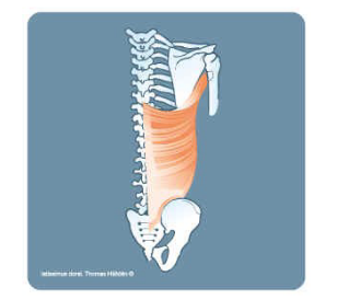 <p>What muscle is this? Name, Origin, Insertion, Location, Action and Exercise</p>