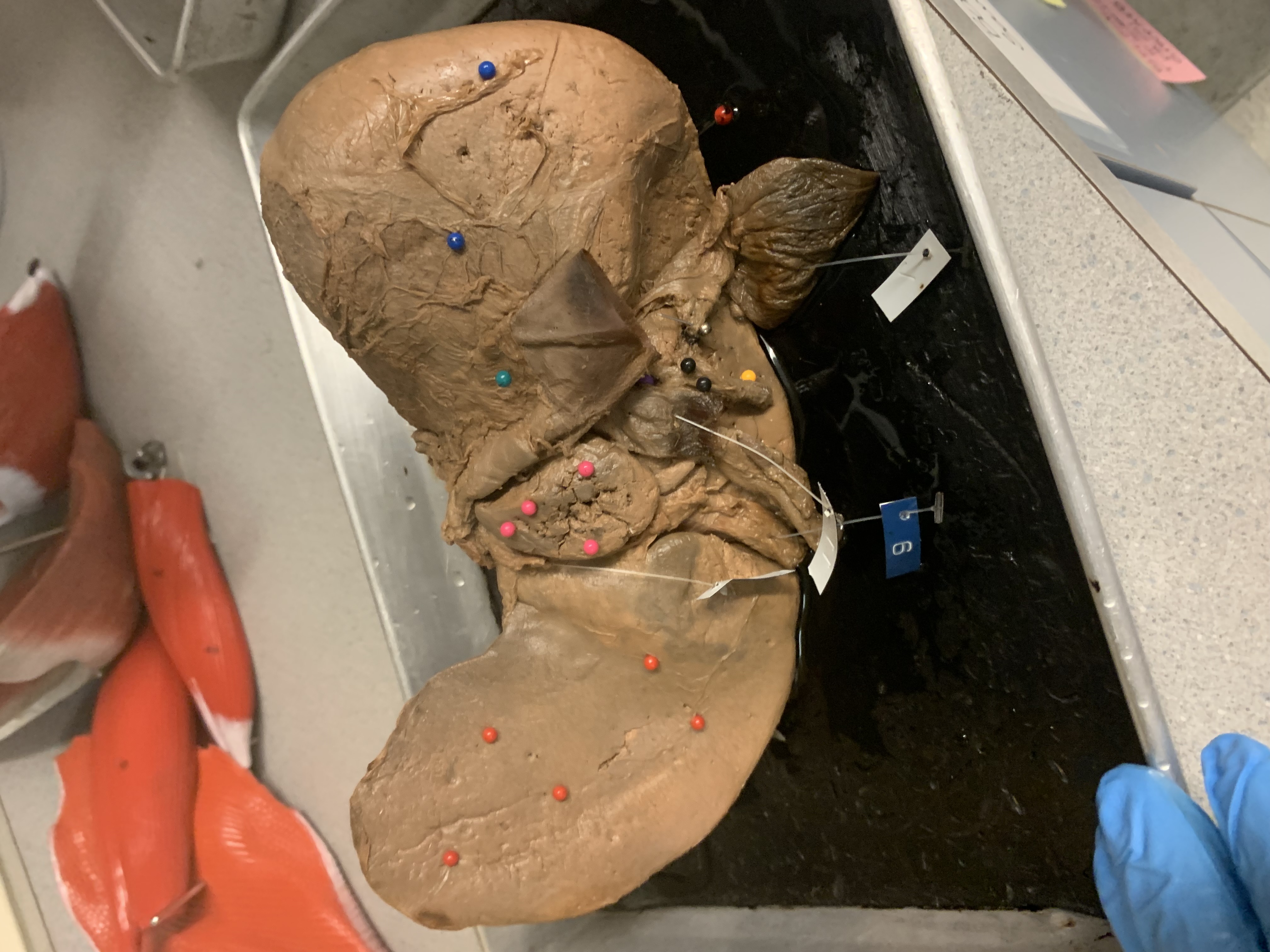 <p>Hot pink pins</p>