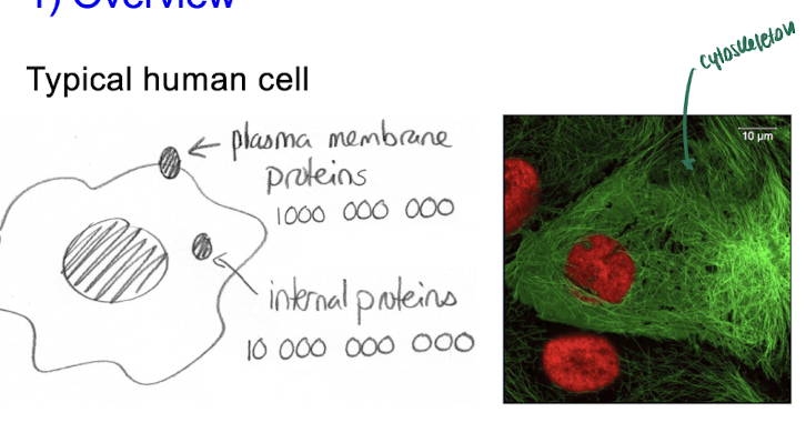 <p>Typical human cell</p>
