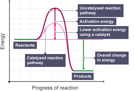 <p>substance that increases the rate of a chemical reaction without being used up</p>