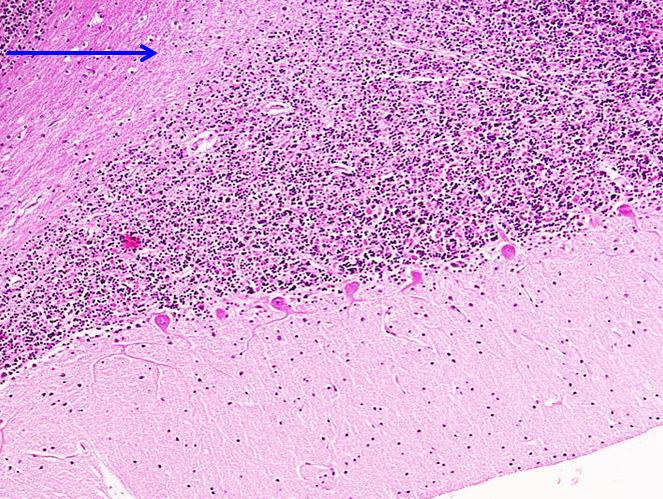 <p>Cấu trúc gì ?</p>